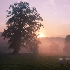 Sunrise over fields with sheep grazing near Cromford, Derbyshire Dales, UK, September 2010