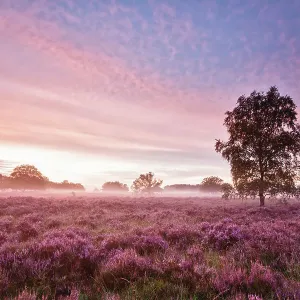 Sunrise with fog over heather landscape, Kampina Nature Reserve, Oisterwijk, The Netherlands, August 2007 Sunrise with fog over heather landscape, Kampina Nature Reserve, Oisterwijk, The Netherlands, August 2007
