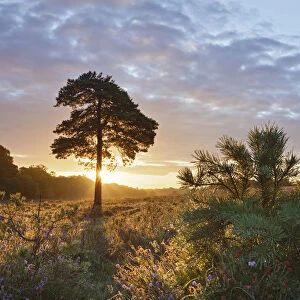 Sunrise on Hatchet Moor, New Forest National Park, Hampshire, England, UK, August 2011
