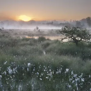 Le lever du soleil sur la lande de Klein Schietveld avec des graminées de coton (Eriophorum) Brasschaat, Belgique. Le lever du soleil sur la lande de Klein Schietveld avec des graminées de coton (Eriophorum) Brasschaat, Belgique.
