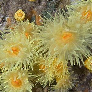 Sunset Cup / Yellow Cave Coral (Leptopsammia pruvoti) Channel Islands, UK, June