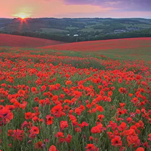 Sunset over fields of Common poppies (Papaver rhoeas) South Downs, West Sussex, England. June 2009