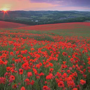 Sunset over fields of Common poppies (Papaver rhoeas) South Downs, West Sussex, England. June 2009