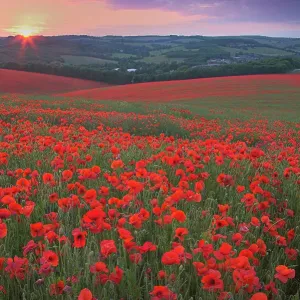 Print of Sunset over Common poppies in the South Downs, West Sussex Print of Sunset over Common poppies in the South Downs, West Sussex
