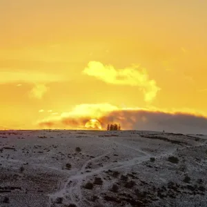 Coucher de soleil sur Hergest Ridge, au sommet d'une colline plantée d'araucarias (Araucaria araucana). Coucher de soleil sur Hergest Ridge, au sommet d'une colline plantée d'araucarias (Araucaria araucana).