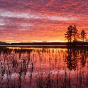 Sunset over Loch Garten, Abernethy Forest, Cairngorms National Park, Scotland, UK