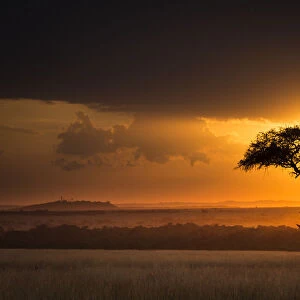 Sunset over savanna landscape image with a lone (Acacia) tree, Masai Mara NR, Kenya