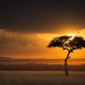 Coucher de soleil sur paysage de savane avec un arbre solitaire (Acacia), Masai Mara NR, Kenya. Coucher de soleil sur paysage de savane avec un arbre solitaire (Acacia), Masai Mara NR, Kenya.
