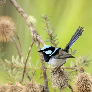 Malurus cyaneus mâle, Tasmanie, Australie.