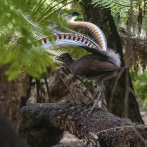 Superb Lyrebird Print: Male in Display Perched on Tree Fern Superb Lyrebird Print: Male in Display Perched on Tree Fern