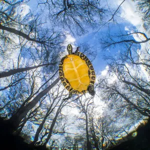 Suwanee Freshwater Turtle Print Suwanee Freshwater Turtle Print