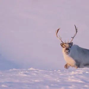 Svalbard reindeer (Rangifer tarandus platyrhynchus) walking in deep snow in evening light, Svalbard, Norway. March
