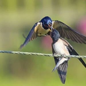 Swallow (Hirundo rustica) feeding young on fence, Norfolk, England, UK, September