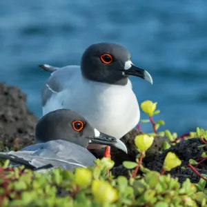 Swallow-tailed gull (Creagrus furcatus) Plazas Island, Galapagos