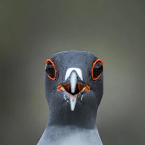 Swallow-tailed gull (Creagrus furcatus) calling, Genovesa Island, Galapagos