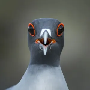 Swallow-tailed gull Print, Genovesa Island, Galapagos