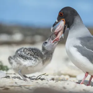 Swallow-tailed gull (Creagrus furcatus) feeding chick, Genovesa Island, Galapagos Swallow-tailed gull (Creagrus furcatus) feeding chick, Genovesa Island, Galapagos