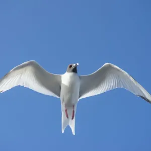 Swallow-tailed gull in flight Print Swallow-tailed gull in flight Print