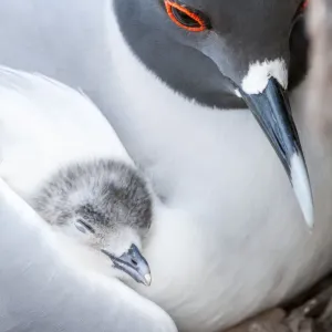 Swallow-tailed gull (Creagrus furcatus) resting with chick nestled in wing Swallow-tailed gull (Creagrus furcatus) resting with chick nestled in wing