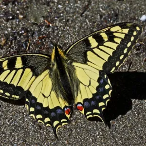 Swallowtail butterfly (Papilio machaon) sunning on a riverbank in Arkhyz section