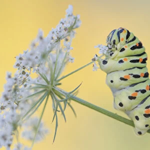 Swallowtail butterfly (Papilio machaon) caterpillar feeding on Wild carrot (Daucus carota) flowers. The Netherlands. August