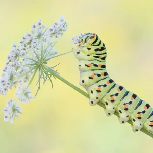 Swallowtail butterfly (Papilio machaon) caterpillar feeding on Wild carrot (Daucus carota) flowers. The Netherlands. August Swallowtail butterfly (Papilio machaon) caterpillar feeding on Wild carrot (Daucus carota) flowers. The Netherlands. August
