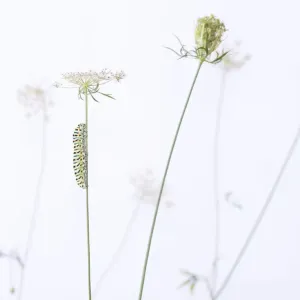 Swallowtail butterfly (Papilio machaon) caterpillar on Wild carrot (Daucus carota) flowers. The Netherlands. August Swallowtail butterfly (Papilio machaon) caterpillar on Wild carrot (Daucus carota) flowers. The Netherlands. August