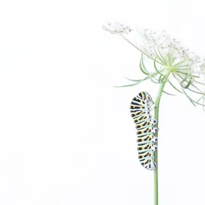 Swallowtail Caterpillar on Wild Carrot Print Swallowtail Caterpillar on Wild Carrot Print
