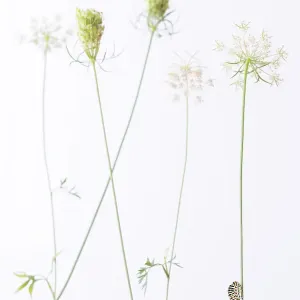Swallowtail butterfly (Papilio machaon) caterpillar on Wild carrot (Daucus carota) flowers. The Netherlands. August Swallowtail butterfly (Papilio machaon) caterpillar on Wild carrot (Daucus carota) flowers. The Netherlands. August