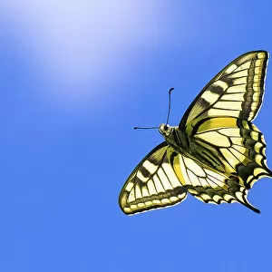 Swallowtail butterfly (Papilio machaon) in flight, Finland, June