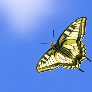 Mariposa de cola de colibrí (Papilio machaon) en vuelo, Finlandia, junio. Mariposa de cola de colibrí (Papilio machaon) en vuelo, Finlandia, junio.
