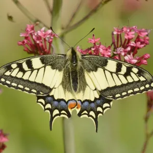 Swallowtail butterfly (Papilio machaon) on flower, Pyrenees, France, May Swallowtail butterfly (Papilio machaon) on flower, Pyrenees, France, May