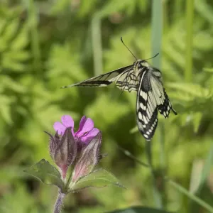 Swallowtail butterfly (Papilio machaon) flying to red campion with proboscis extended Swallowtail butterfly (Papilio machaon) flying to red campion with proboscis extended