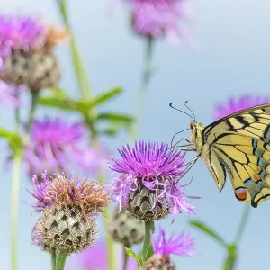 Swallowtail butterfly (Papilio machaon) nectaring on thistle (Cirsium sp.) flower. The Netherlands. July Swallowtail butterfly (Papilio machaon) nectaring on thistle (Cirsium sp.) flower. The Netherlands. July