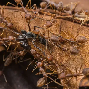 Asian weaver ants swarm a Finger-print ant in Kubah National Park, Borneo Asian weaver ants swarm a Finger-print ant in Kubah National Park, Borneo