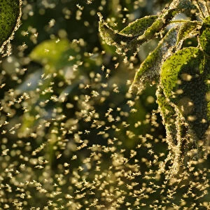 Swarm of Greenfly (winged aphids), Rutland Water, Rutland, UK, April. Photographer quote