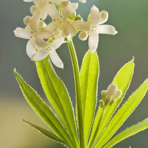 Sweet woodruff print, woodland plant in bloom Sweet woodruff print, woodland plant in bloom