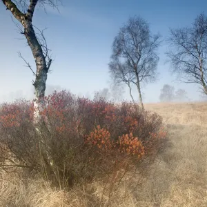 Myrica gale (Sweetgale) dans la brume avec l'arbre de Bouleau. Groot Schietveld, Wuustwezel, Belgique Myrica gale (Sweetgale) dans la brume avec l'arbre de Bouleau. Groot Schietveld, Wuustwezel, Belgique