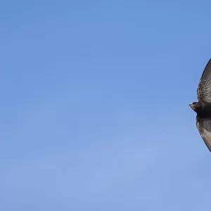 Swift (Apus apus) in flight, Monmouthshire, Wales, UK, June
