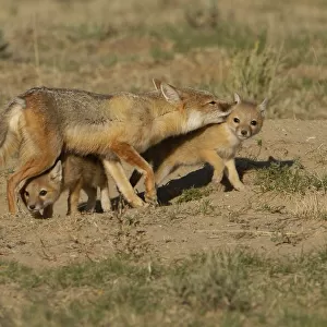 Swift fox (Vulpes velox) female cleans the fur of one of her kits while another tries to