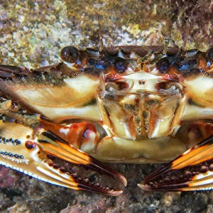 Swimming crab (Cronius ruber) Canary Islands, Tenerife. Invasive species