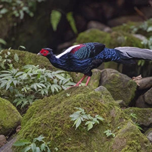 Swinhoes pheasant (Lophura swinhoii) male, endemic species, Yunlinshan, Taiwan
