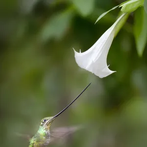 Sword-billed Hummingbird (Ensifera ensifera) feeding at an Angels or Devil s