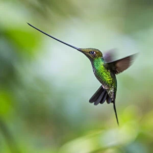 Sword-billed hummingbird (Ensifera ensifera) hovering in flight, North-Ecuador