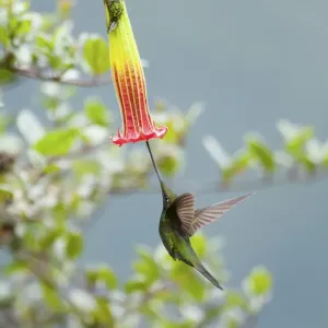 Sword billed hummingbird (Ensifera ensifera) showing how it uses its long beak to Sword billed hummingbird (Ensifera ensifera) showing how it uses its long beak to