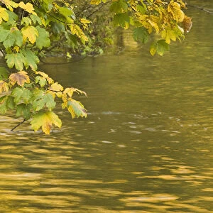 Sycamore (Acer pseudoplatanus) leaves over Gradinsko Lake, Upper lakes, Plitvice Lakes NP Croatia