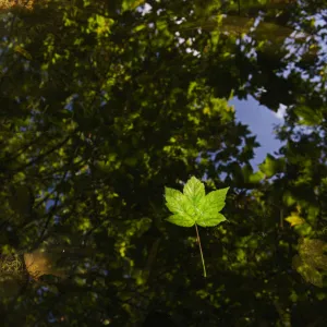 Sycamore leaves floating in Filby Broad with trees reflected in water, Trinity Broads