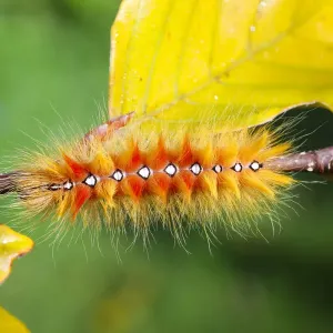 Sycamore Moth Caterpillar Print Sycamore Moth Caterpillar Print