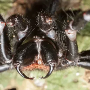 Sydney Funnel Web Spider Print, close-up showing venom droplets on fangs Sydney Funnel Web Spider Print, close-up showing venom droplets on fangs