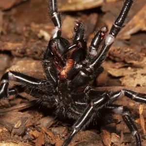 Sydney funnel web spider (Atrax robustus) highly venomous spider Sydney funnel web spider (Atrax robustus) highly venomous spider